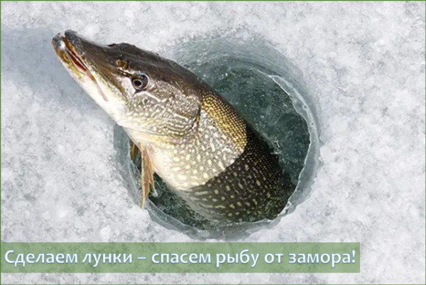 Министерство природных ресурсов и охраны окружающей среды проводит ежегодную экологическую акцию «Сделаем лунки – спасем рыбу от замора!»