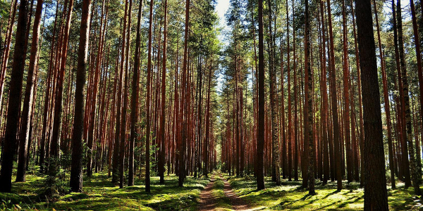 Ограничение на посещение лесов введено в Могилевской области